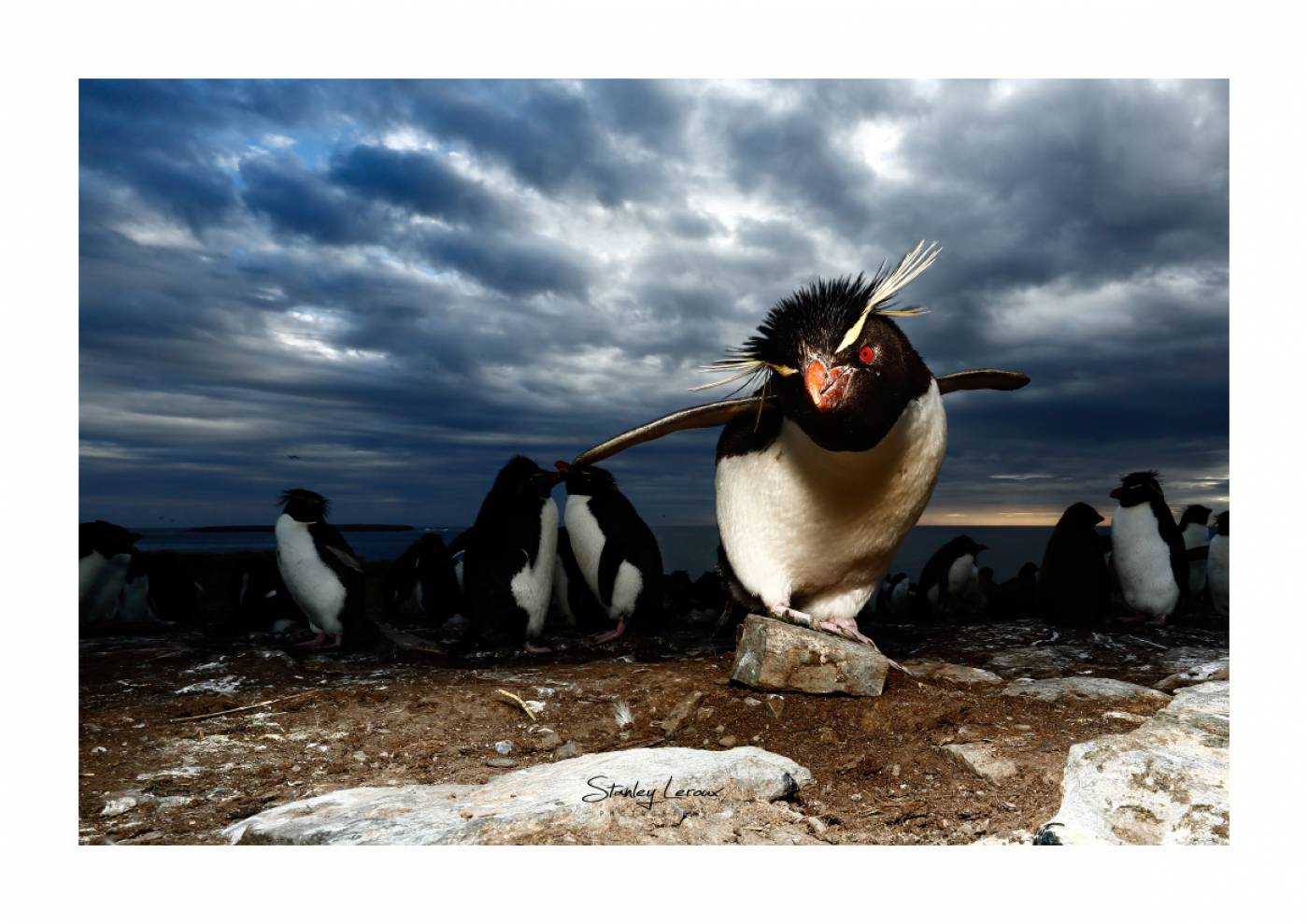 Housse de couette Manchots royaux à Volunteer Point, îles Falkland 