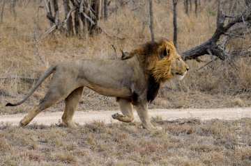 Safari photo en Afrique du Sud