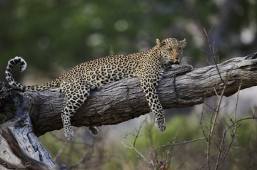 safari photo voyage botswana