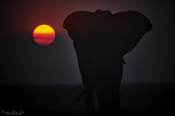 safari photo Okavango