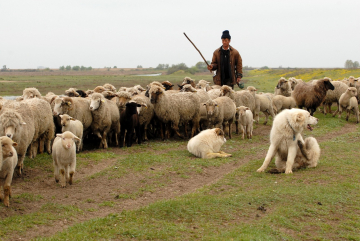 Berger et moutons roumains 