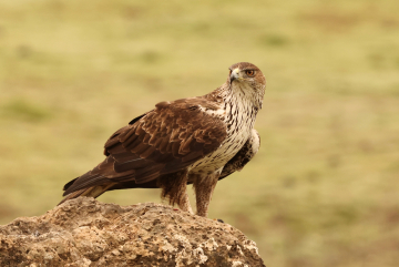 Aigle de Bonelli Andalousie voyage photo