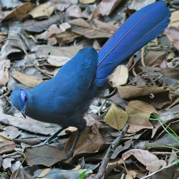 voyage Madagascar photo oiseaux