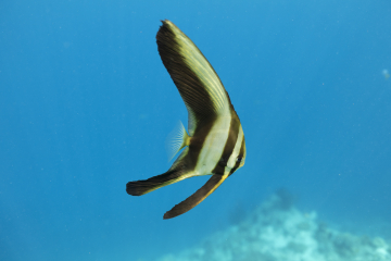 Plongée et photo Indonésie