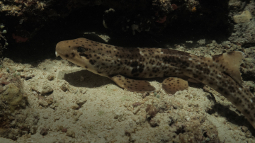 Plongée Raja Ampat Indonésie