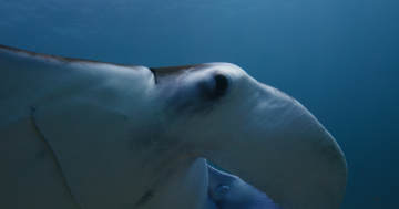 Plongée et photo Raja Ampat