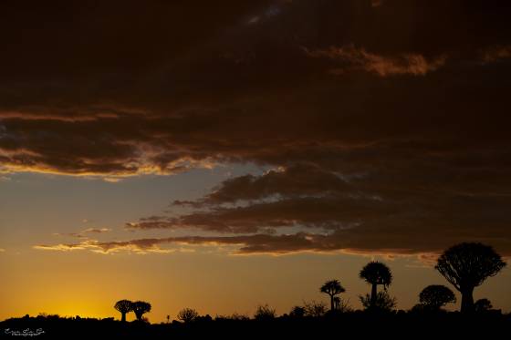 Safari photo Désert Namibie 4