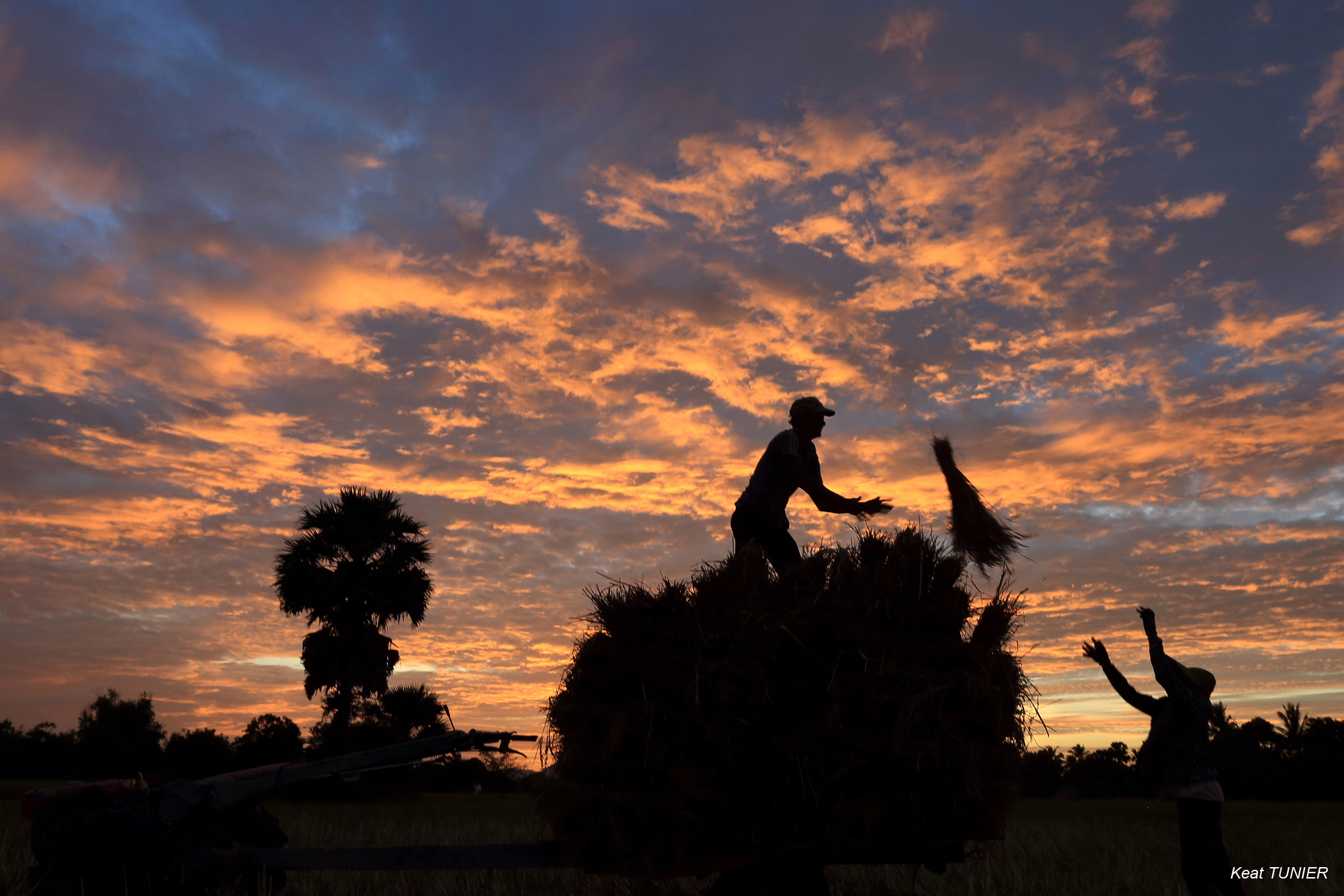 Paysan transportant une botte de riz au Cambodge