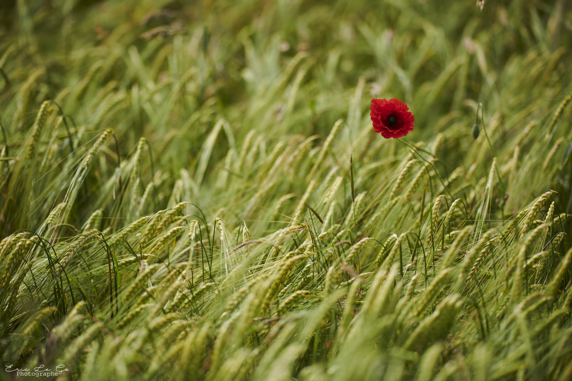 Coquelicot dans un champs au Causse Méjean