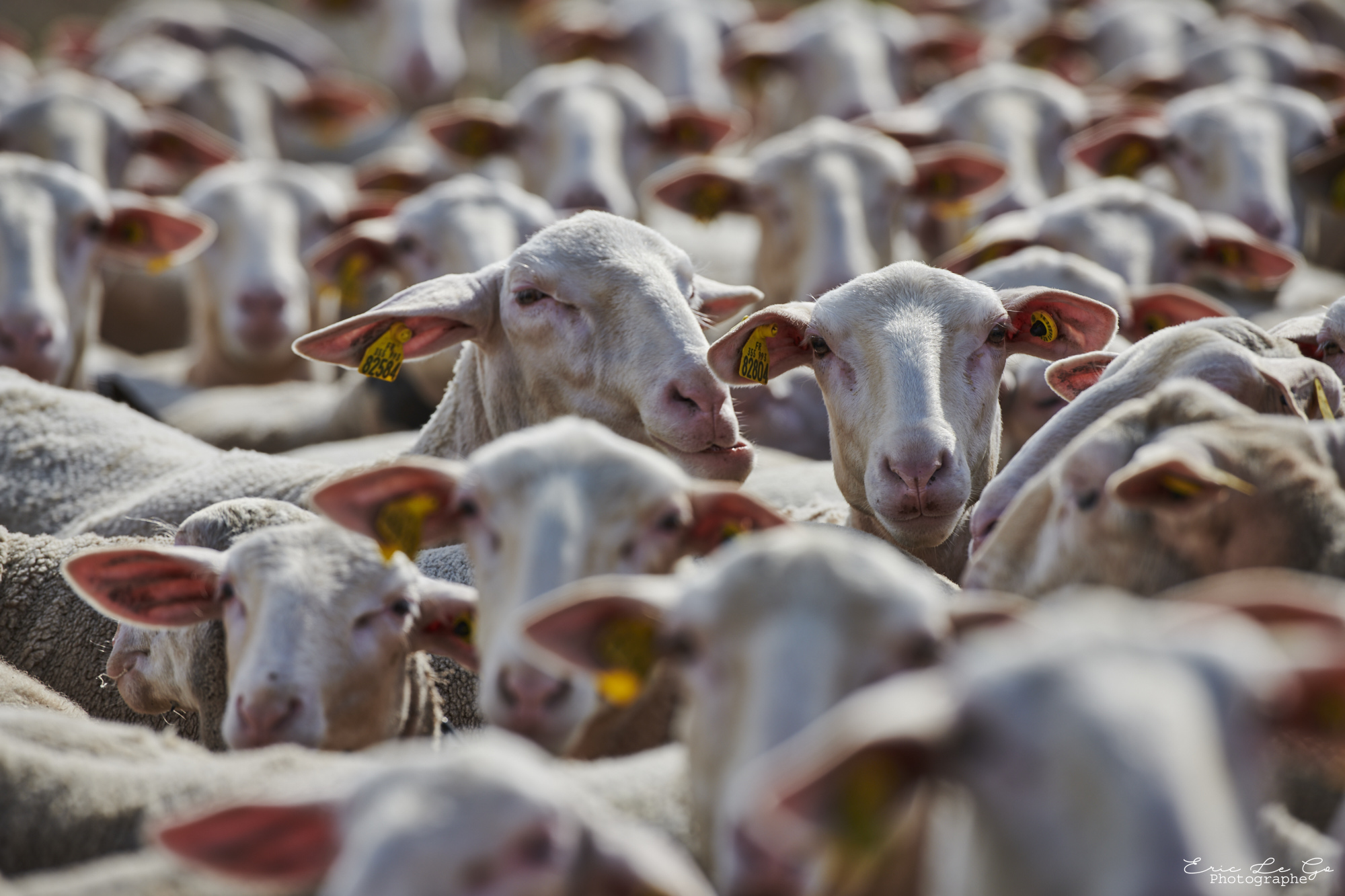 Troupeau de moutons au Causse Méjean