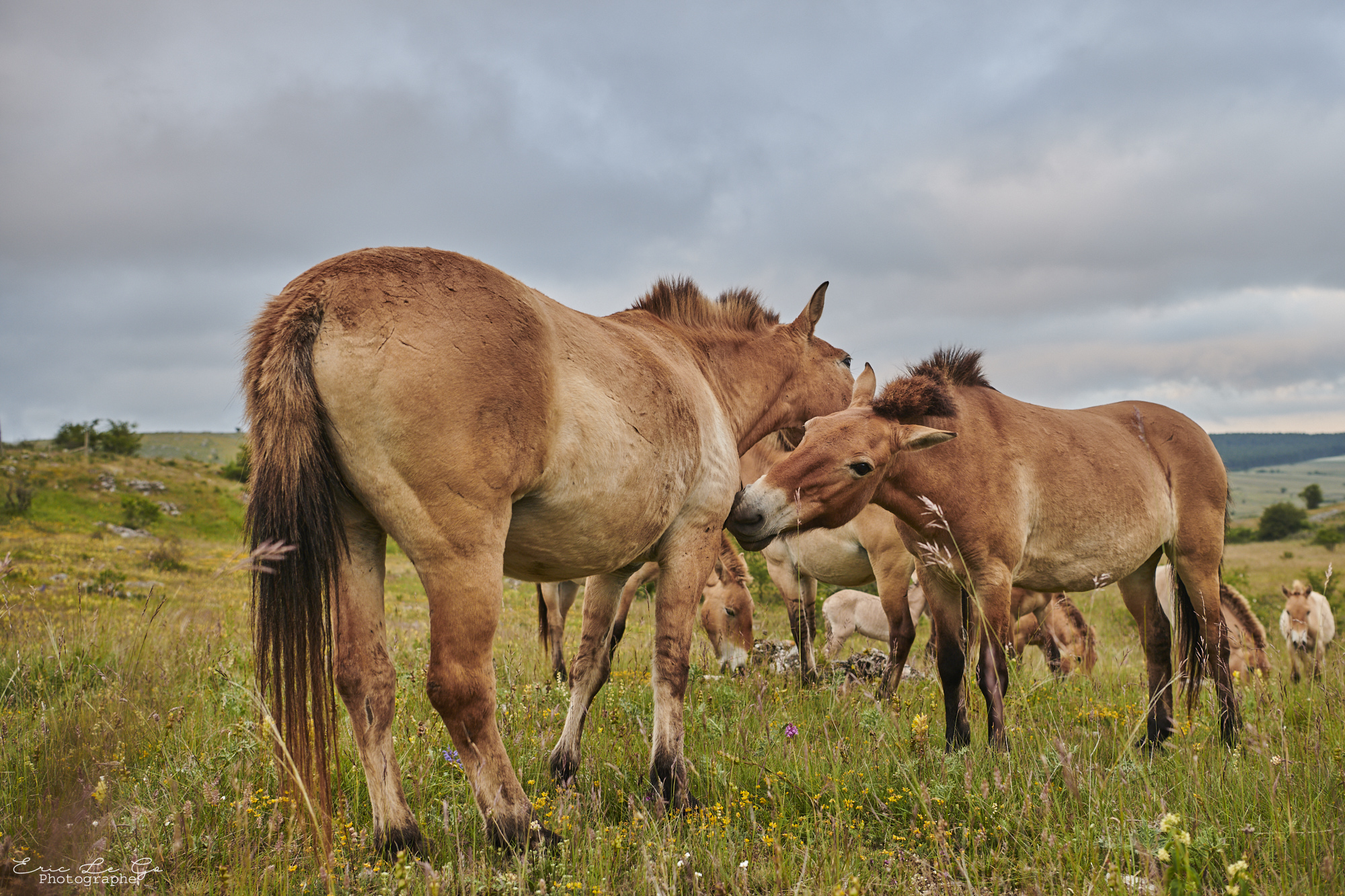 Chevaux dans un pré au Causse Méjean