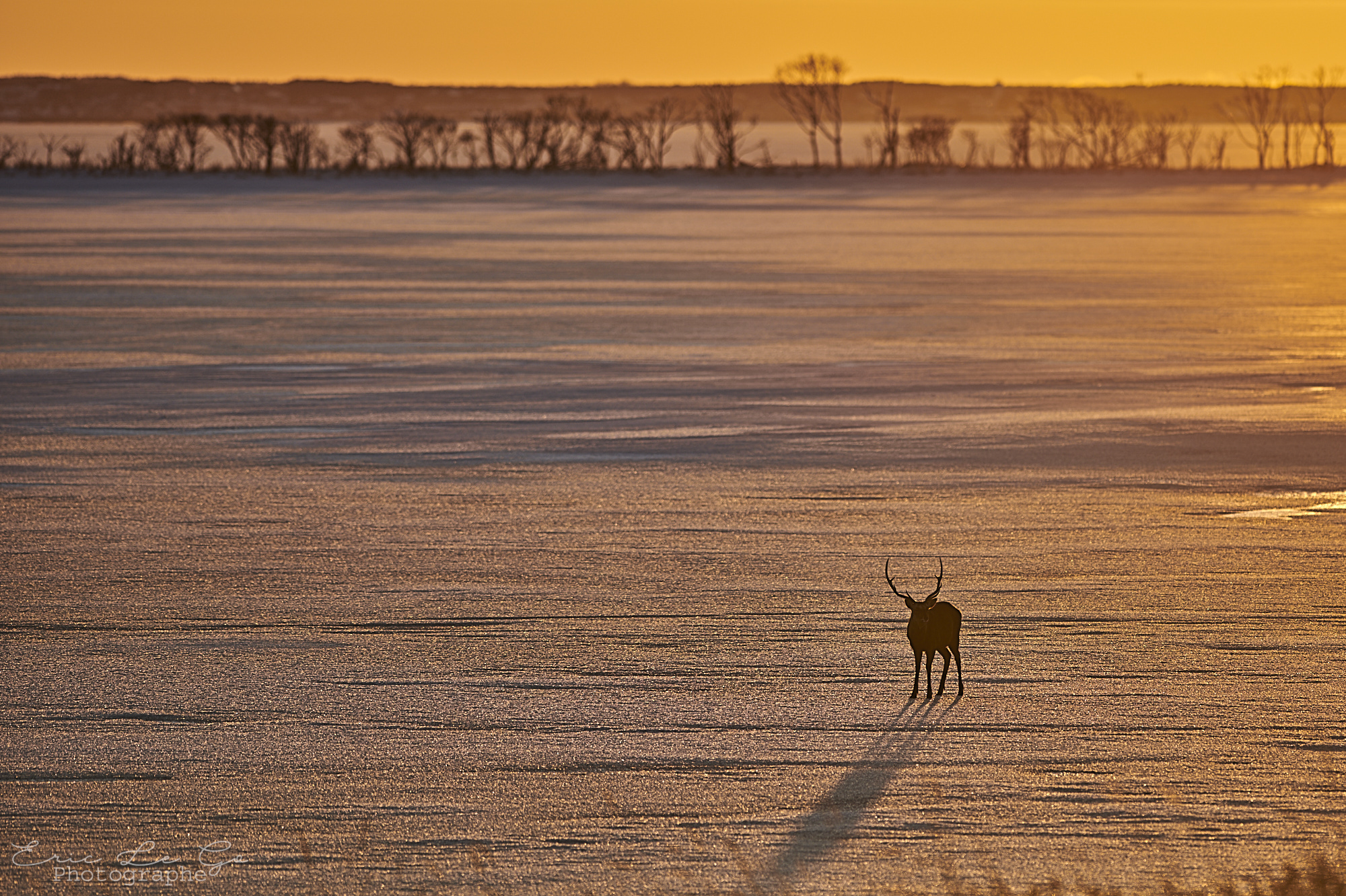 Cerf dans paysage enneigé d'Hokkaido