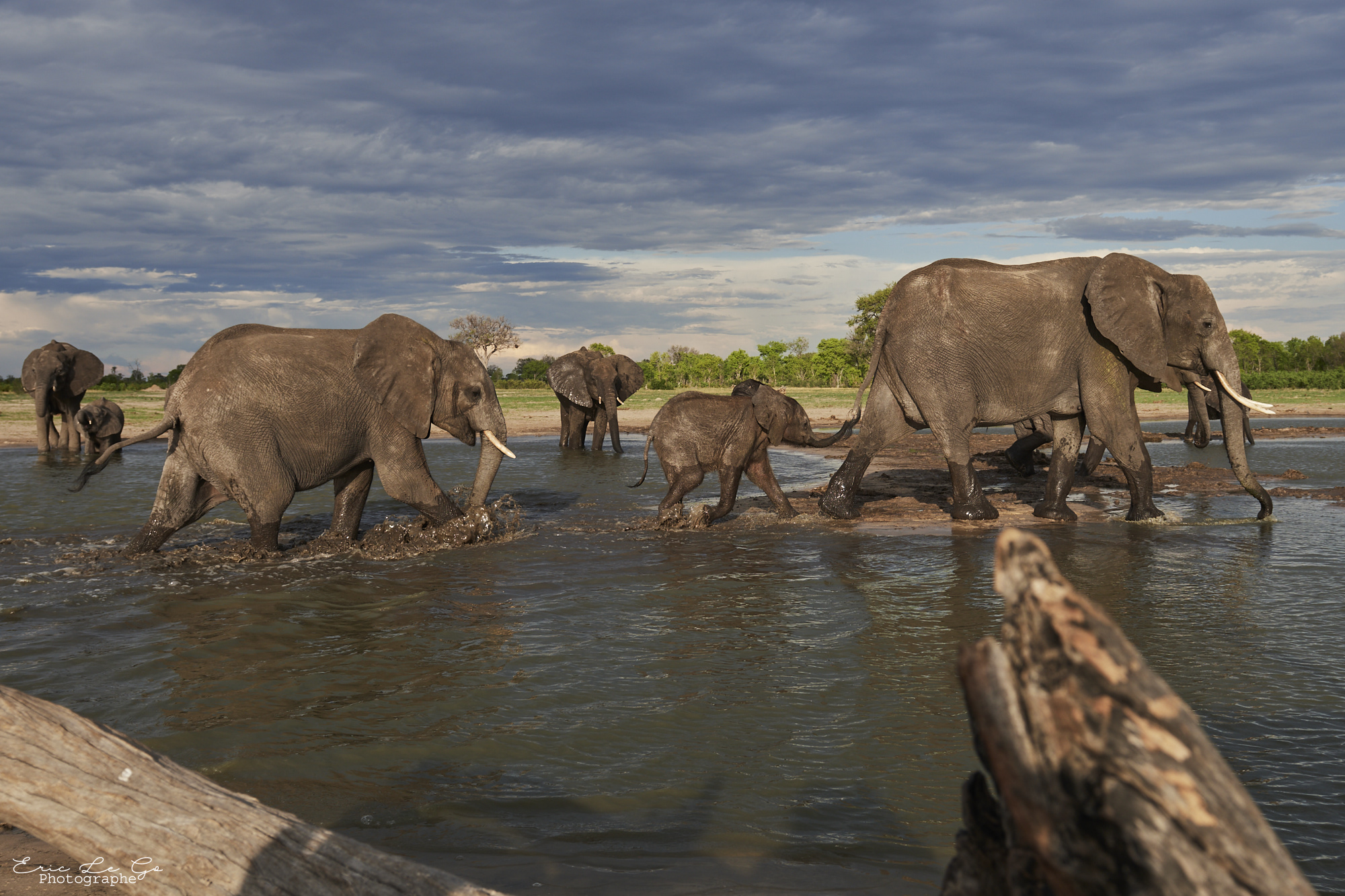 Troupeau d'éléphants dans l'eau au Zimbabwe