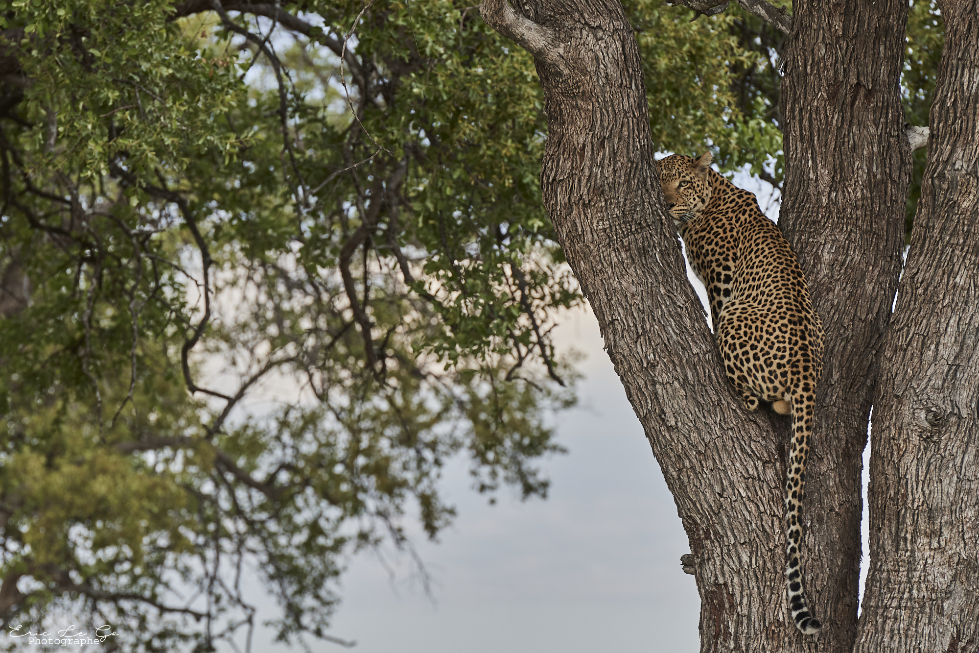 Léopard dans un arbre au Zimbabwe