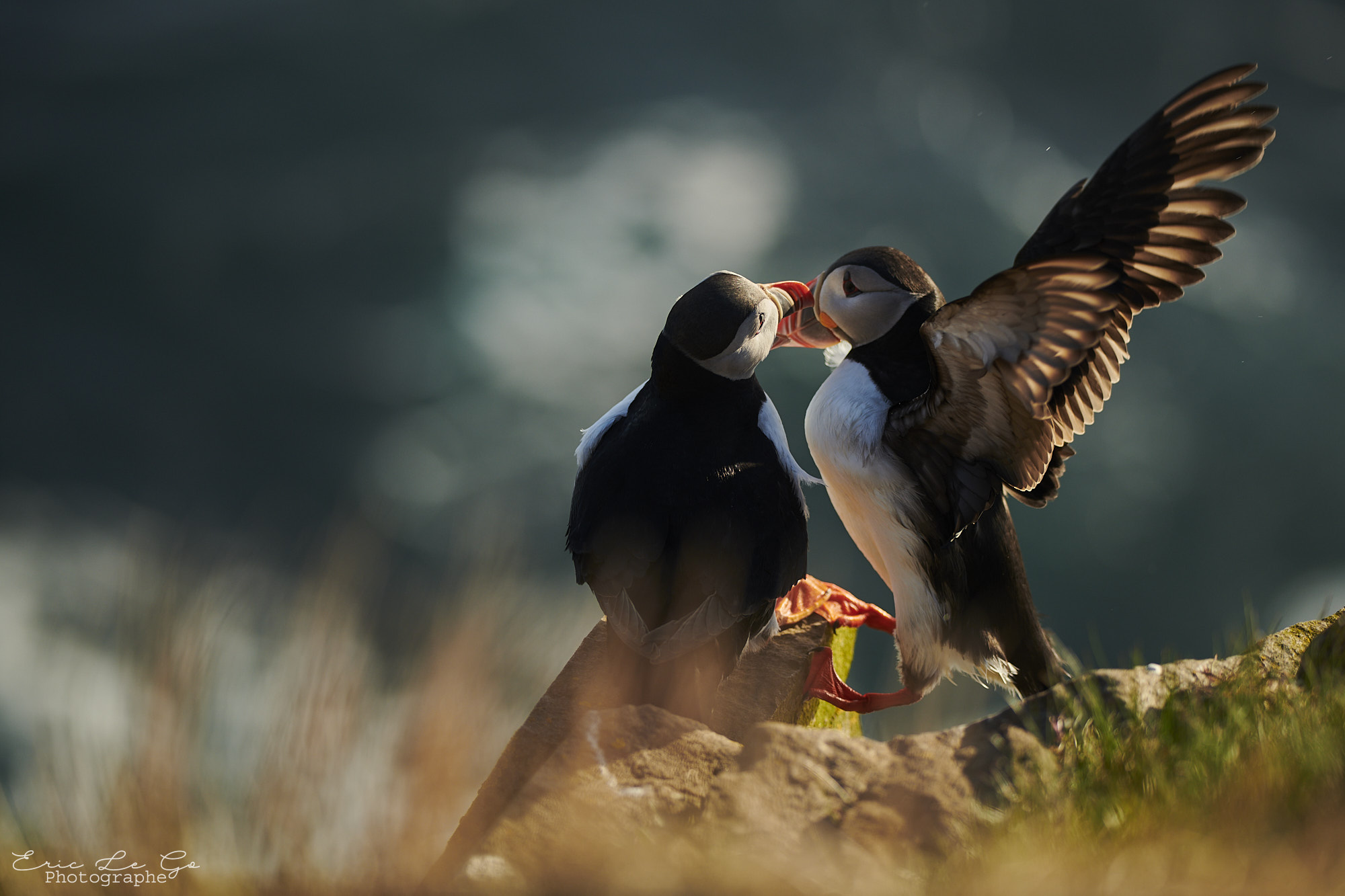 Macareux moine Deux macareux moine au bord d'une falaise en Islande