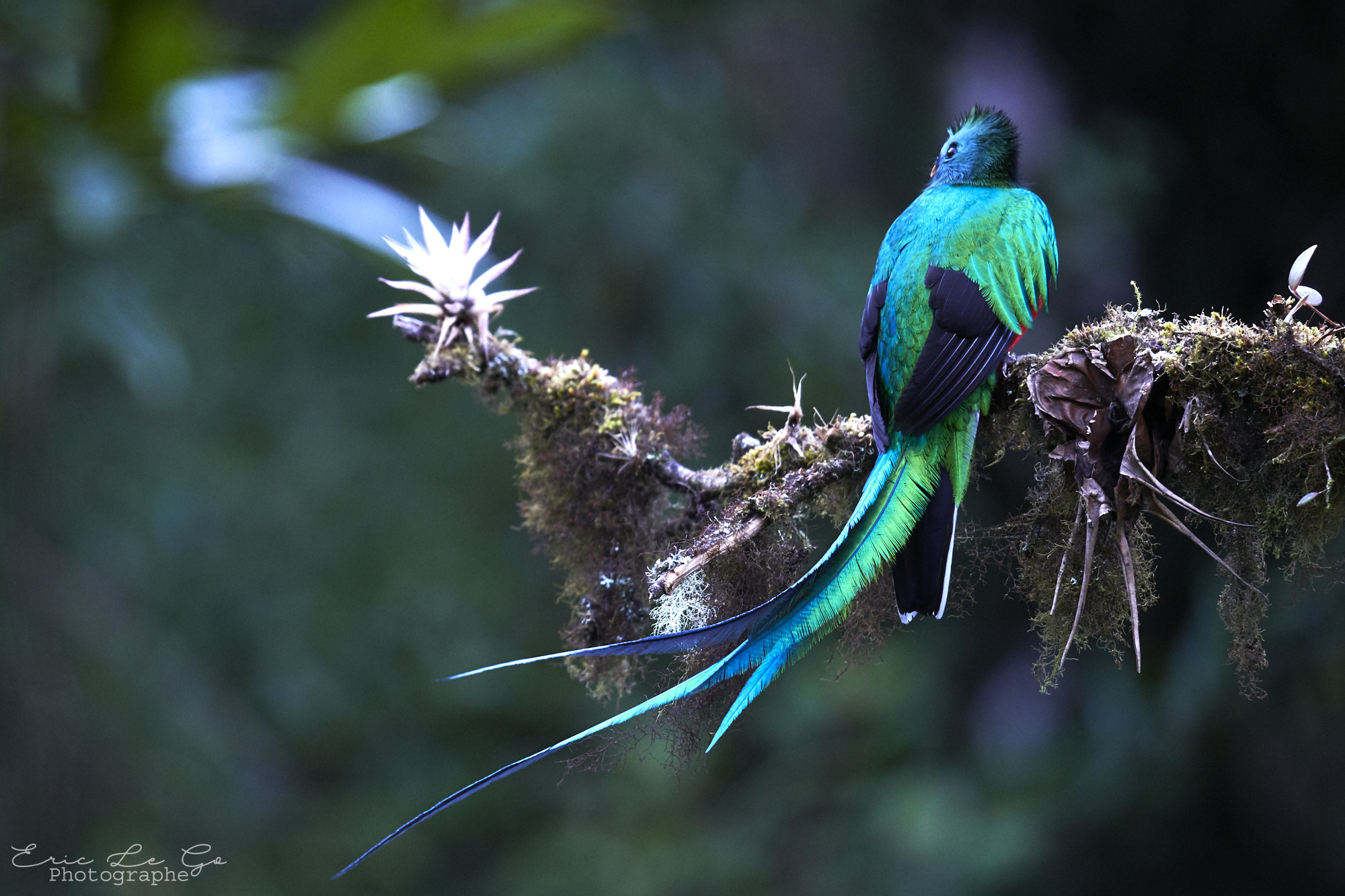 Quetzal de dos perché sur une branche au Costa Rica