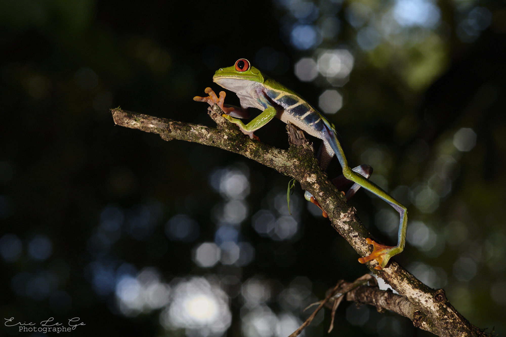Rainette aux yeux rouges sur une branche au Costa Rica