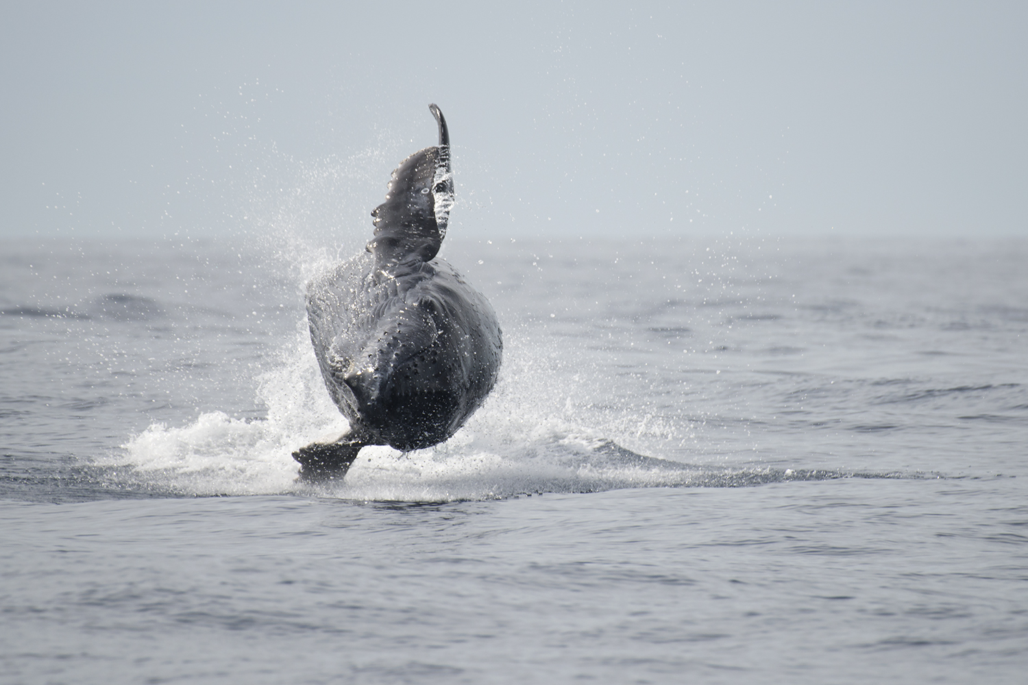 Saut de baleine lors d'un voyage photo au Mexique