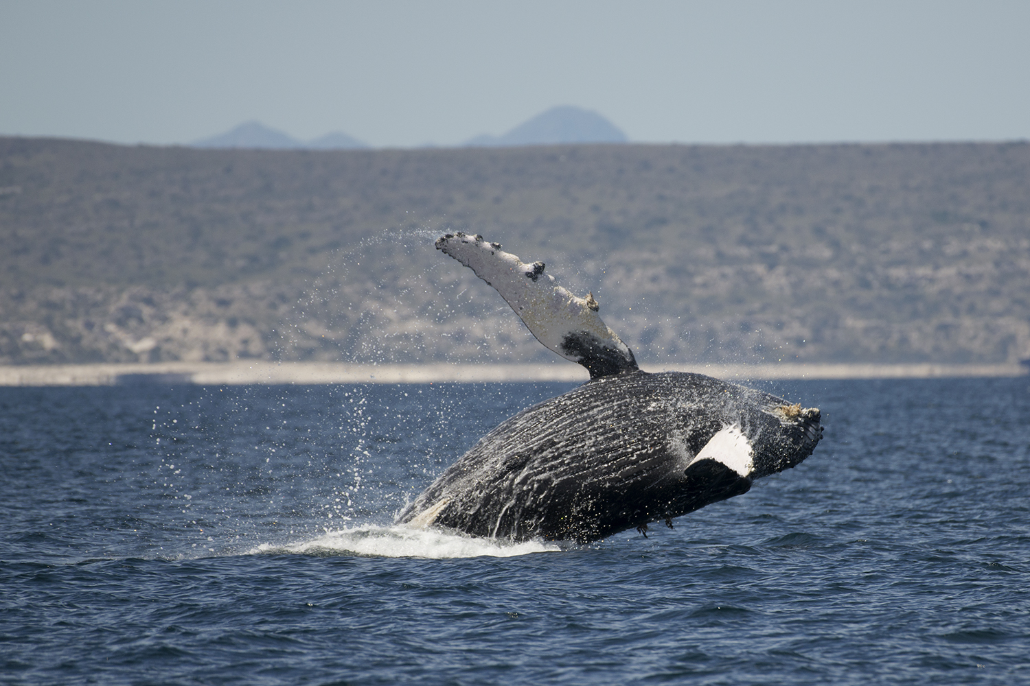 Saut de baleine au Mexique