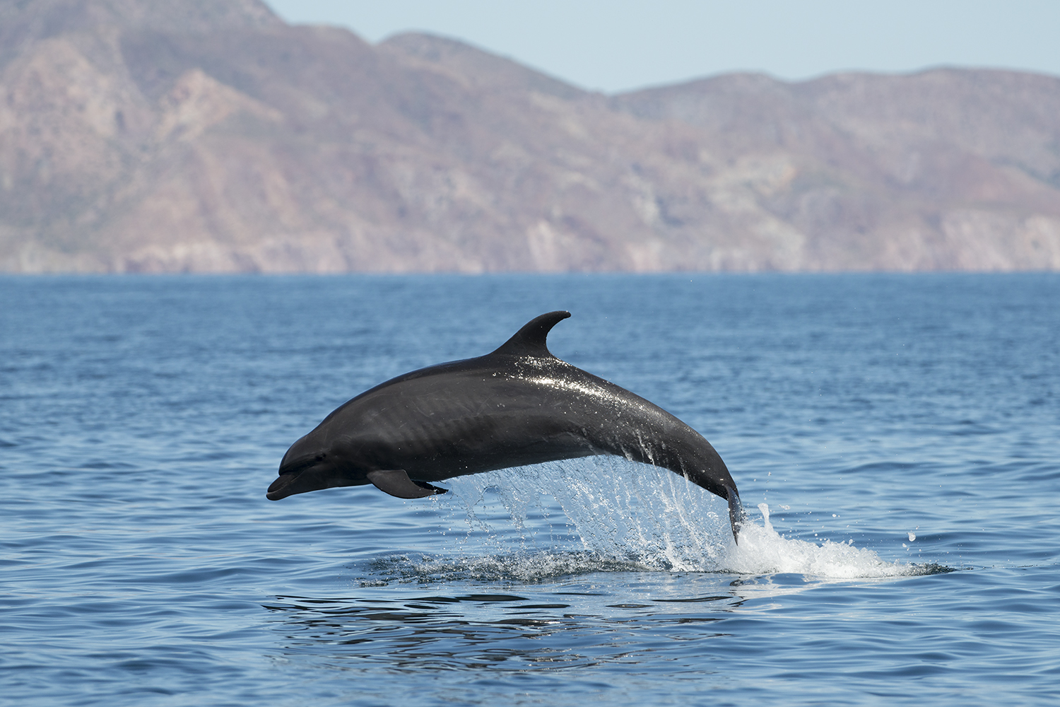 Saut de dauphin au Mexique lors d'un voyage photo