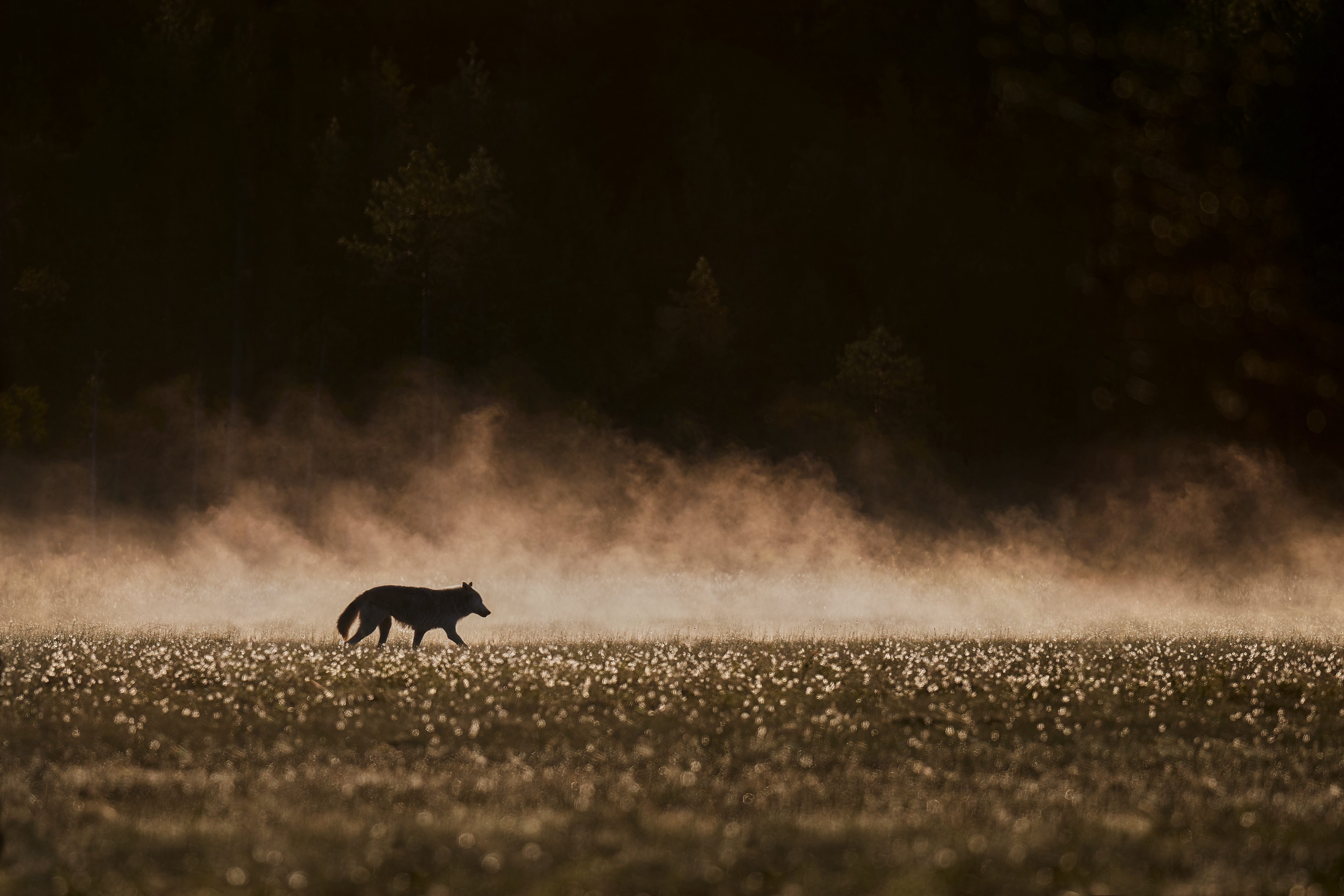 Loup marchant dans la brume du matin en Finlande