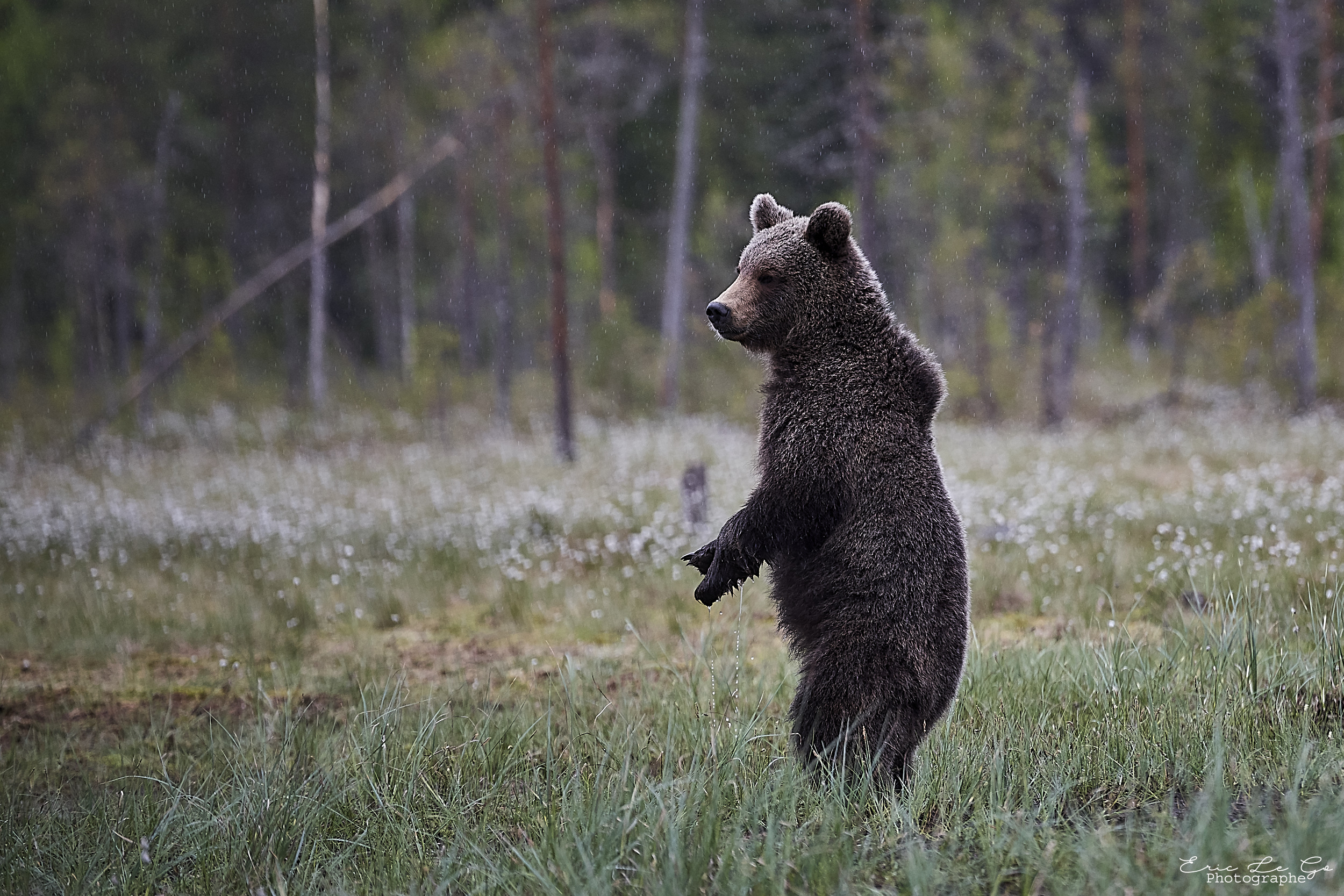 Un ours debout dans la nature finlandaise