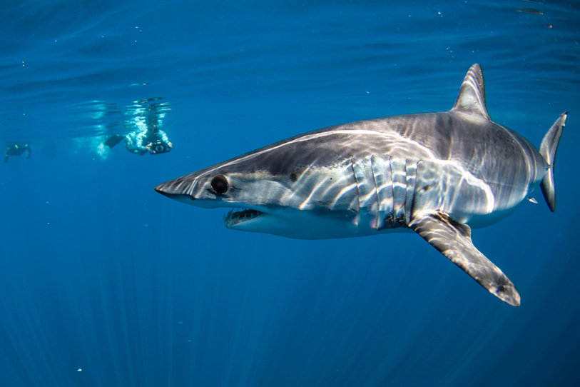 Requin sous l'eau au Mexique lors d'un voyage photo