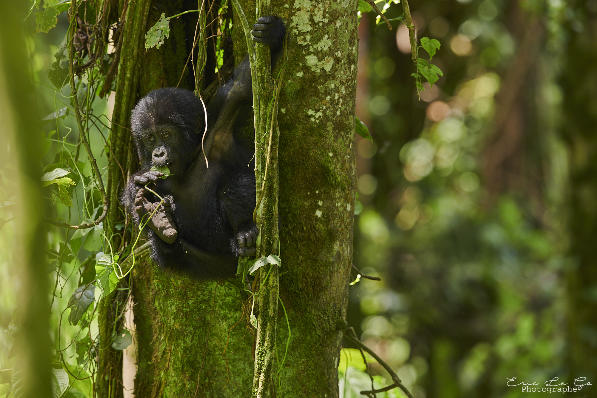 Petit gorille dans un arbre en Ouganda