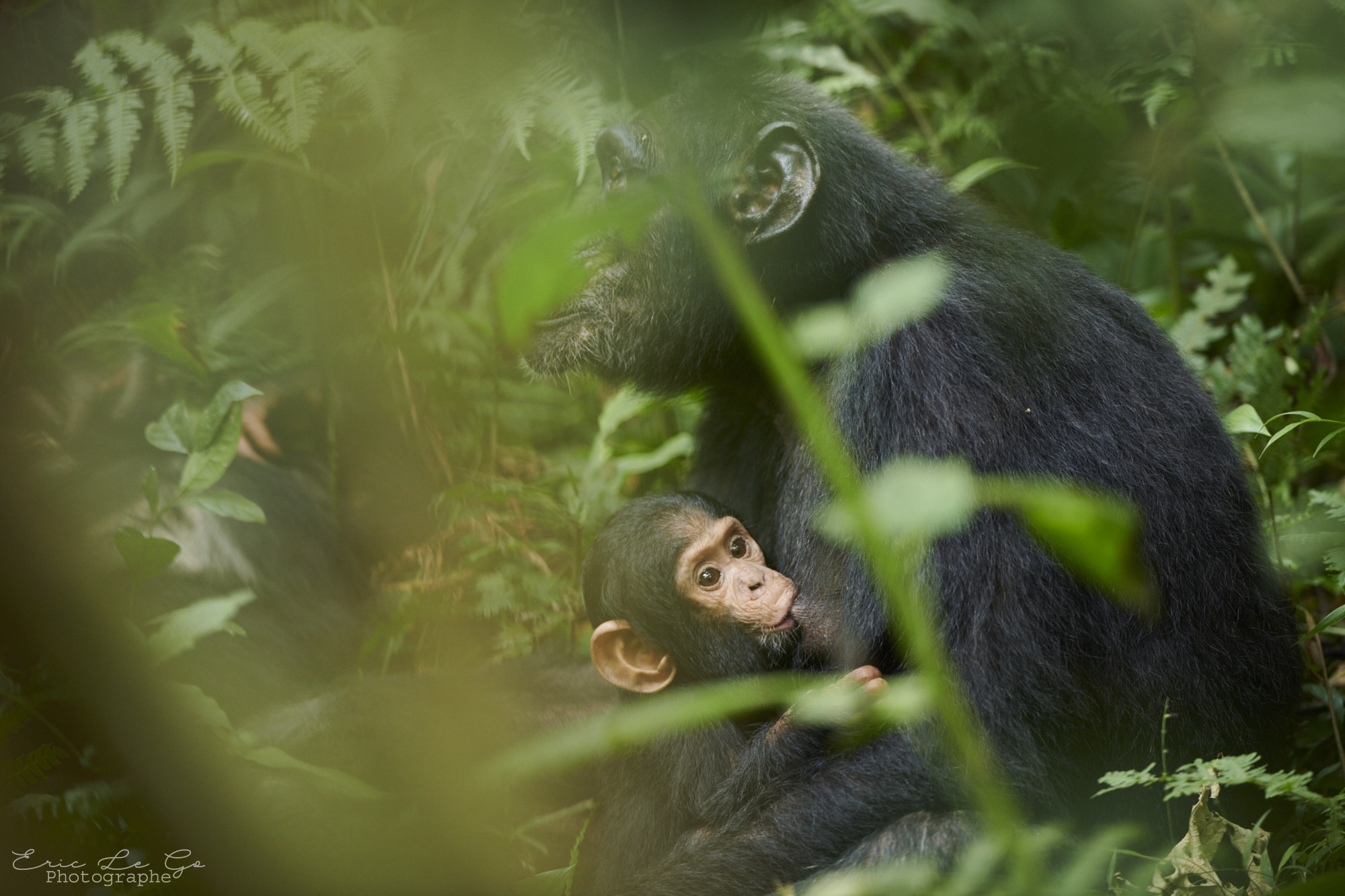 Chimpanzé en train de nourrir son petit en Ouganda