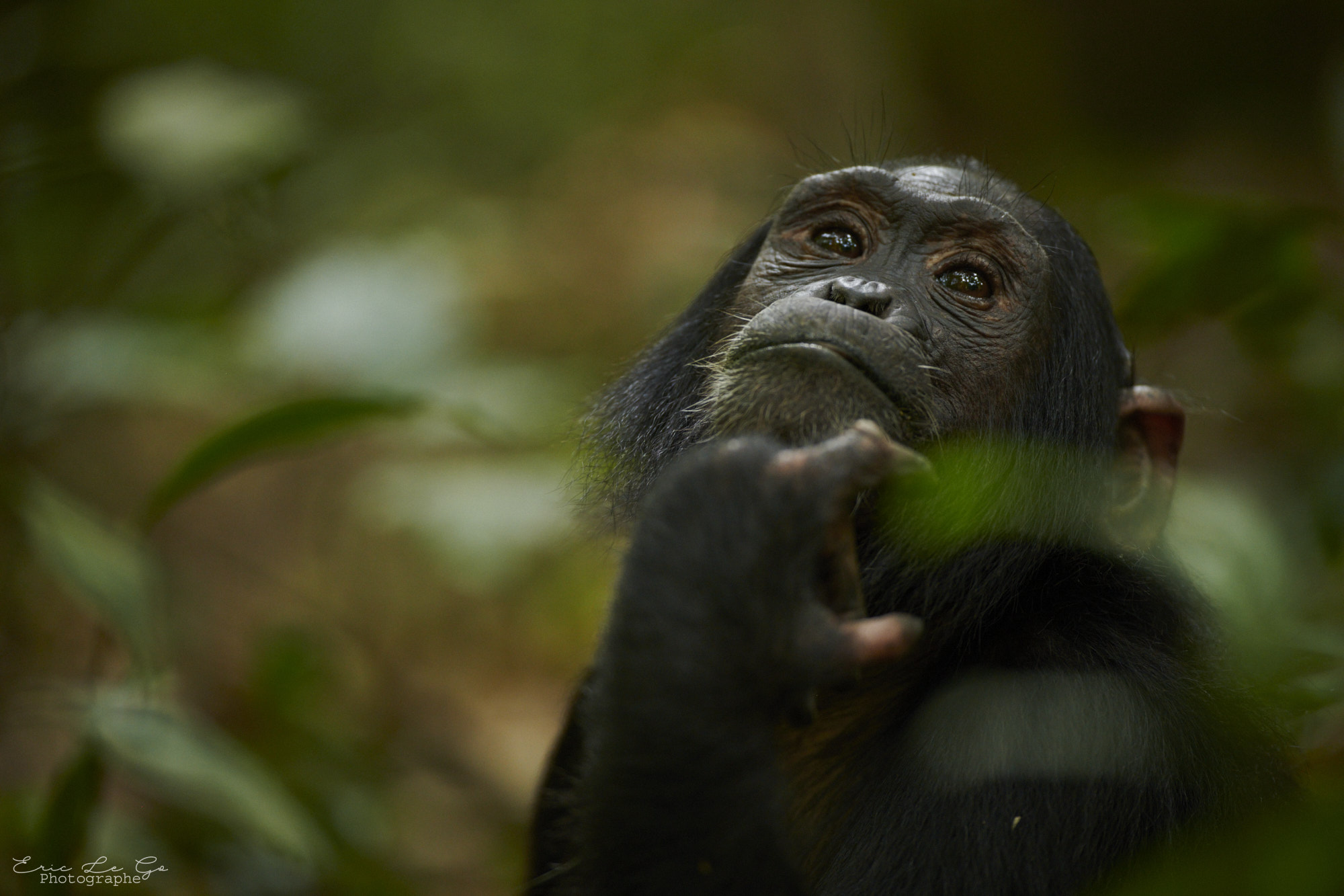 Chimpanzé la patte sur le menton en Ouganda
