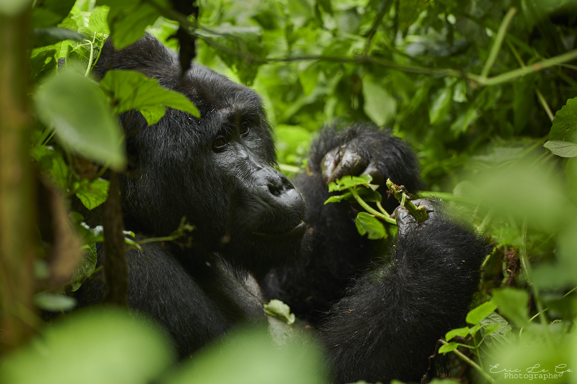 Gorille en train de manger en Ouganda