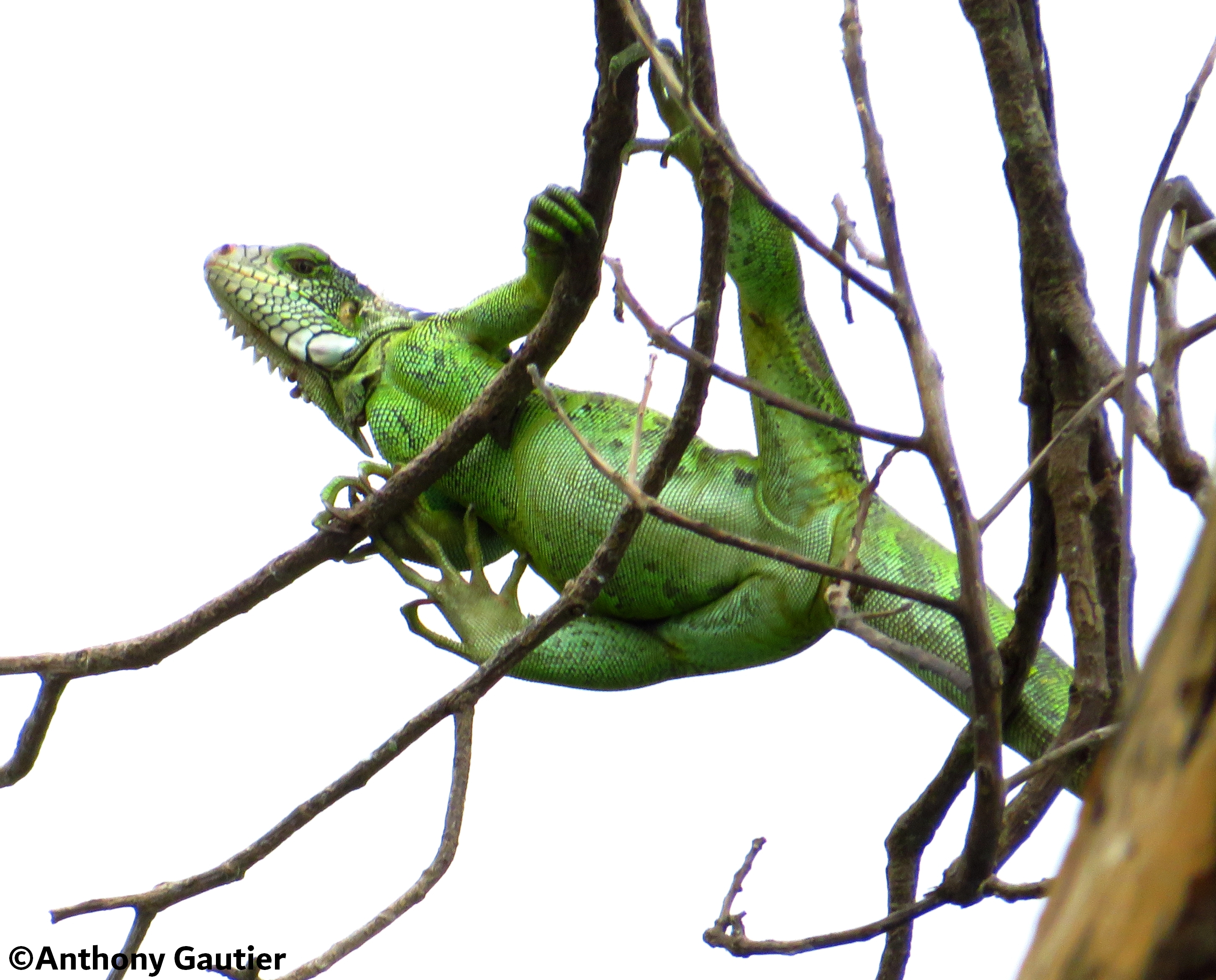 Reptile sur des branches en Colombie