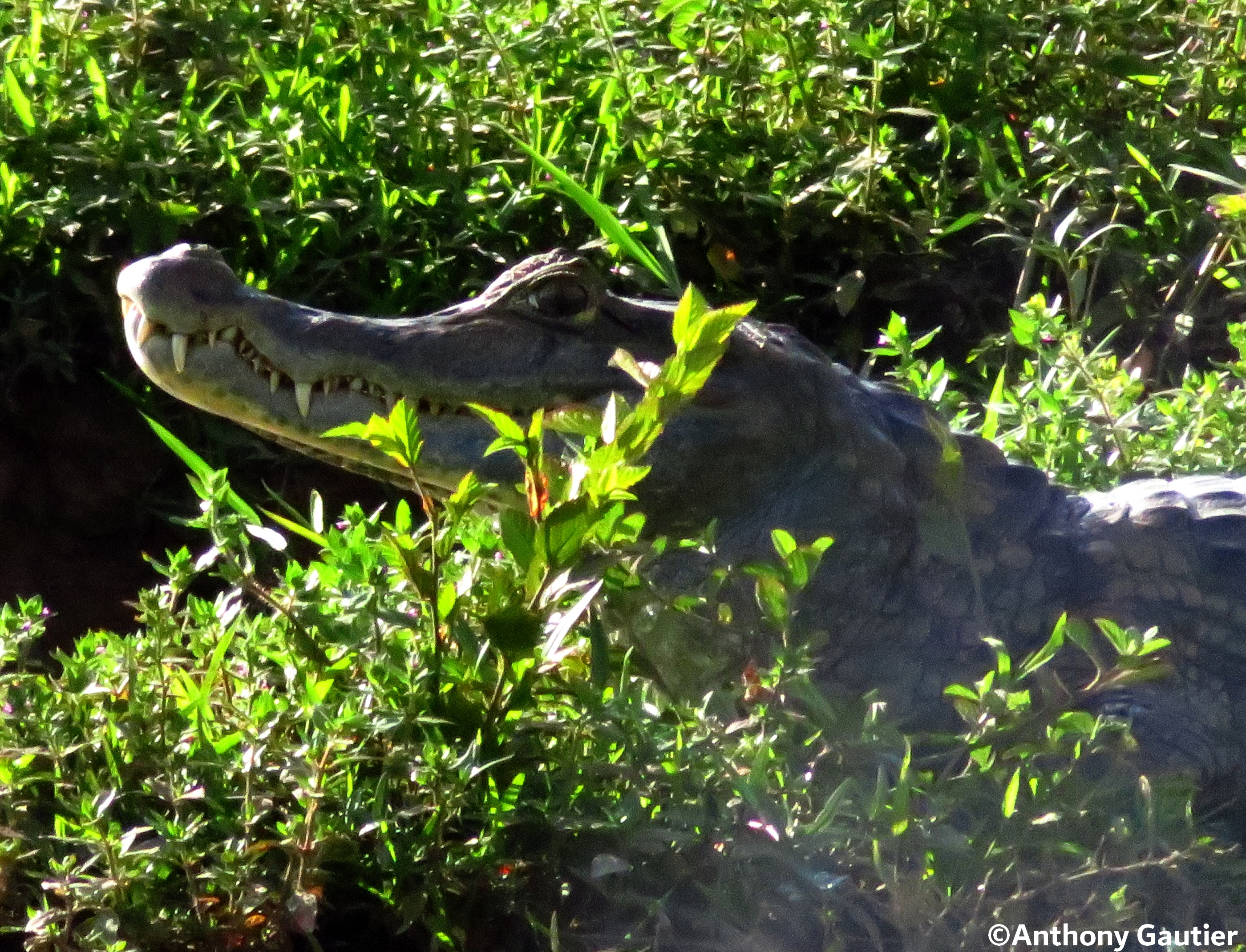 Crocodile lors d'un voyage photo en Colombie