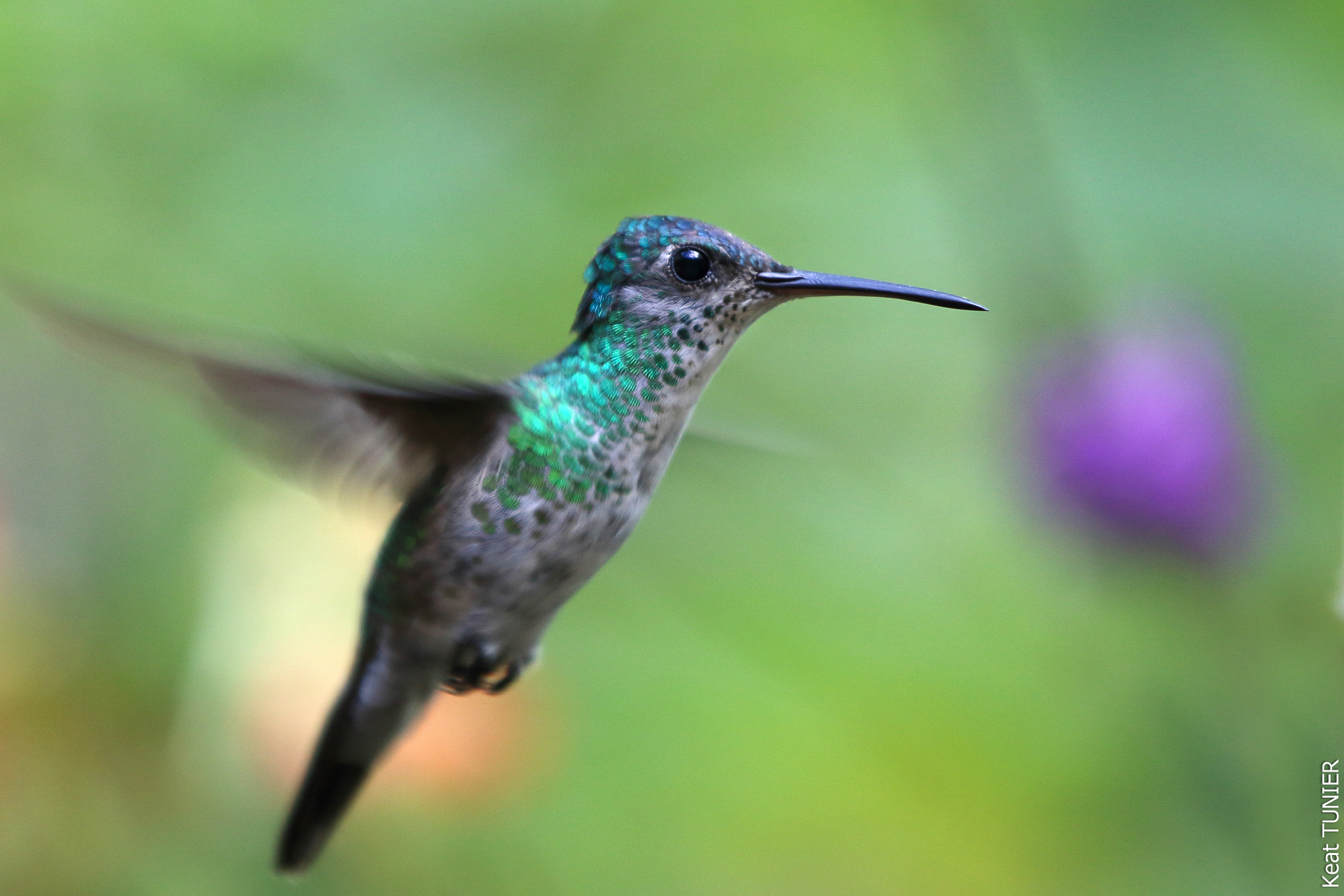 Colibri Colibri en train de voler au Pérou