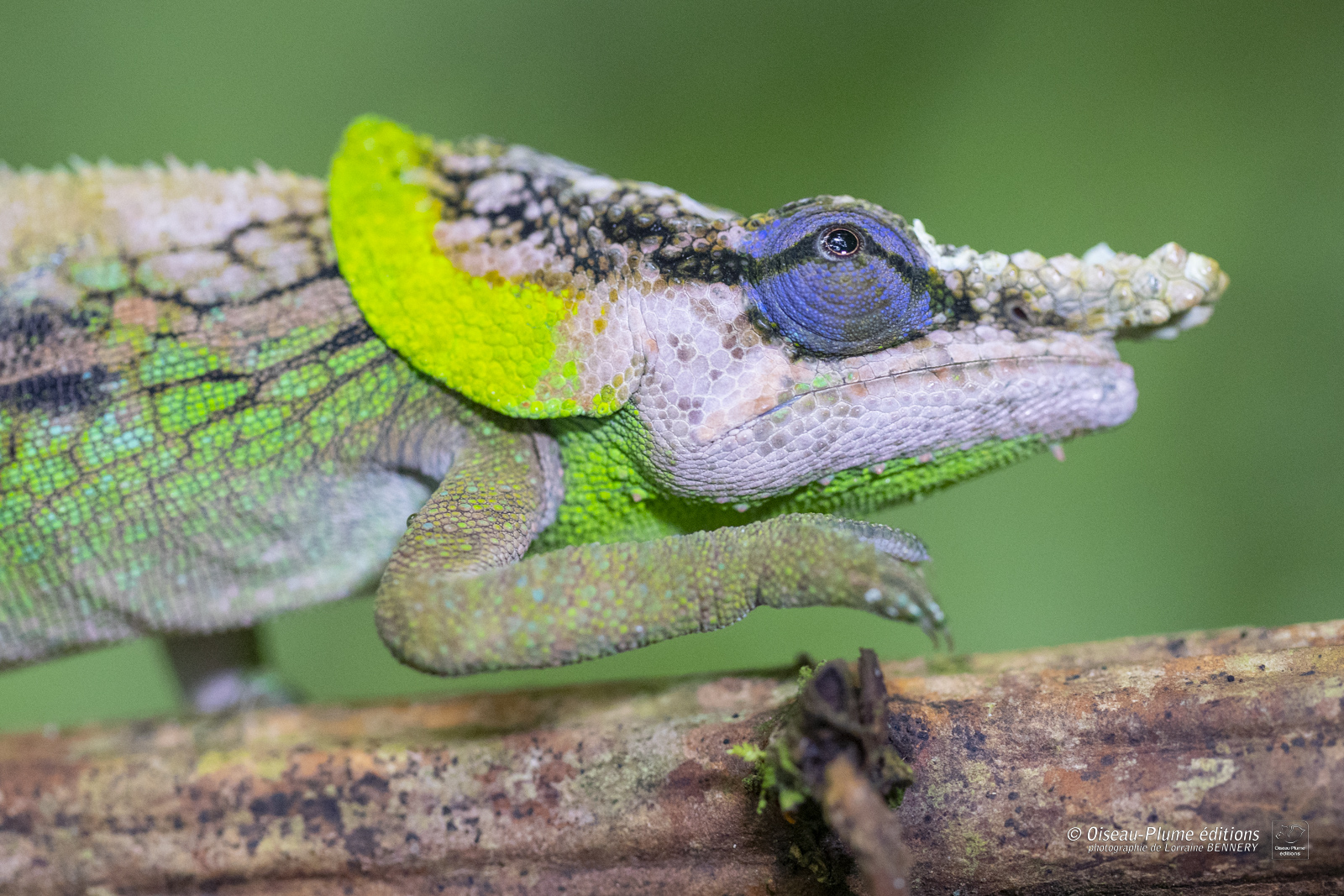 Caméléon sur une branche lors d'un voyage photo à Madagarcar