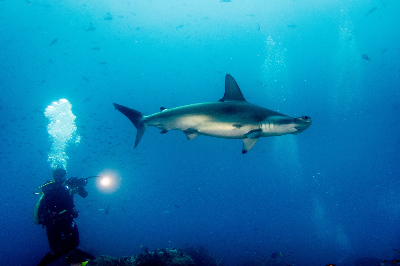 Requin marteau et plongeur aux Galápagos