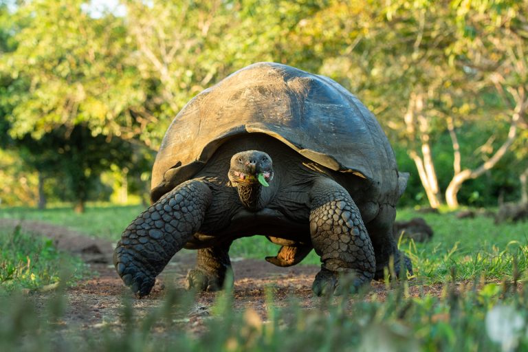 Tortue géante aux Galápagos