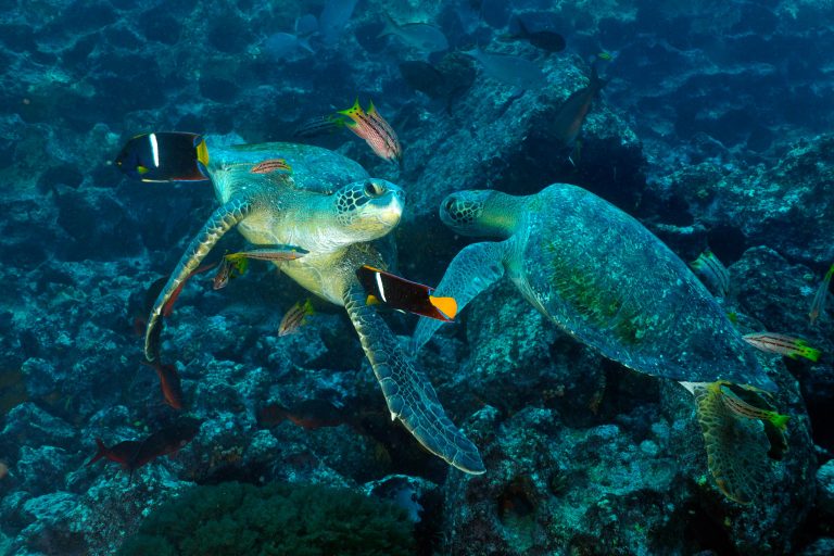 Deux tortues vertes sous l'eau aux Galápagos