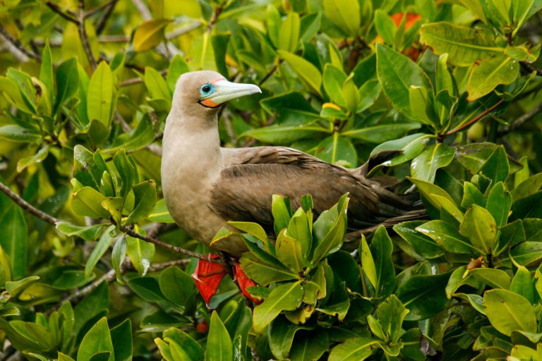 Fou à pieds rouges dans un arbre aux Galápagos