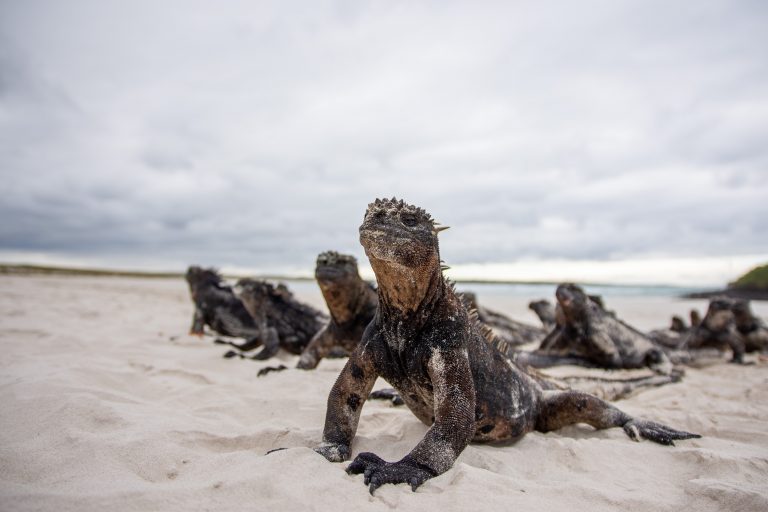 Groupe d'iguanes marins sur la plage aux Galápagos