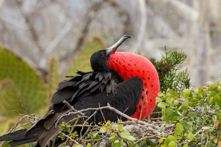 Fregate superbe posée sur des branches aux Galápagos