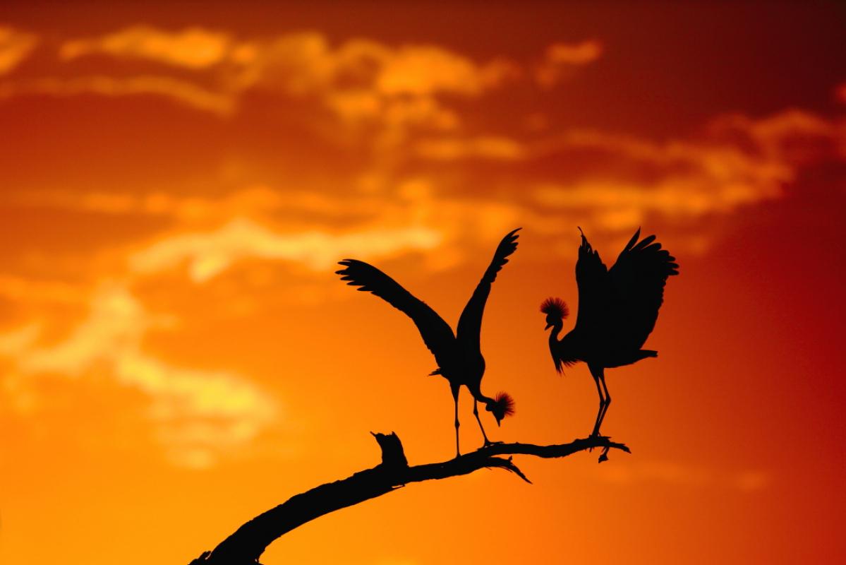 Deux oiseaux sur une branche au coucher de soleil au Kenya