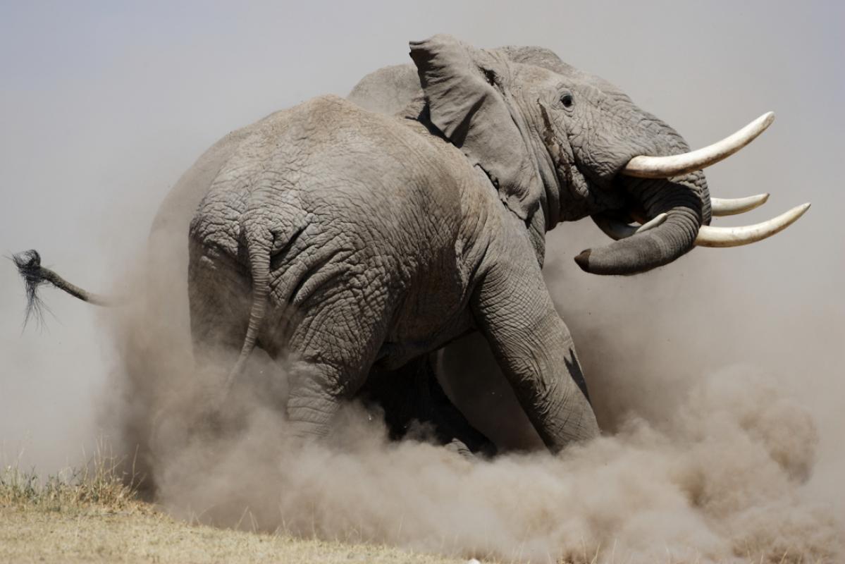 Éléphant en mouvement au Kenya