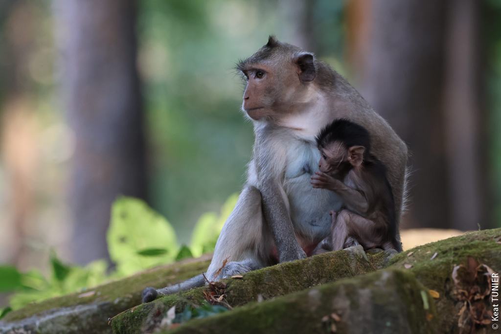 Macaque crabier et son petit au Cambodge
