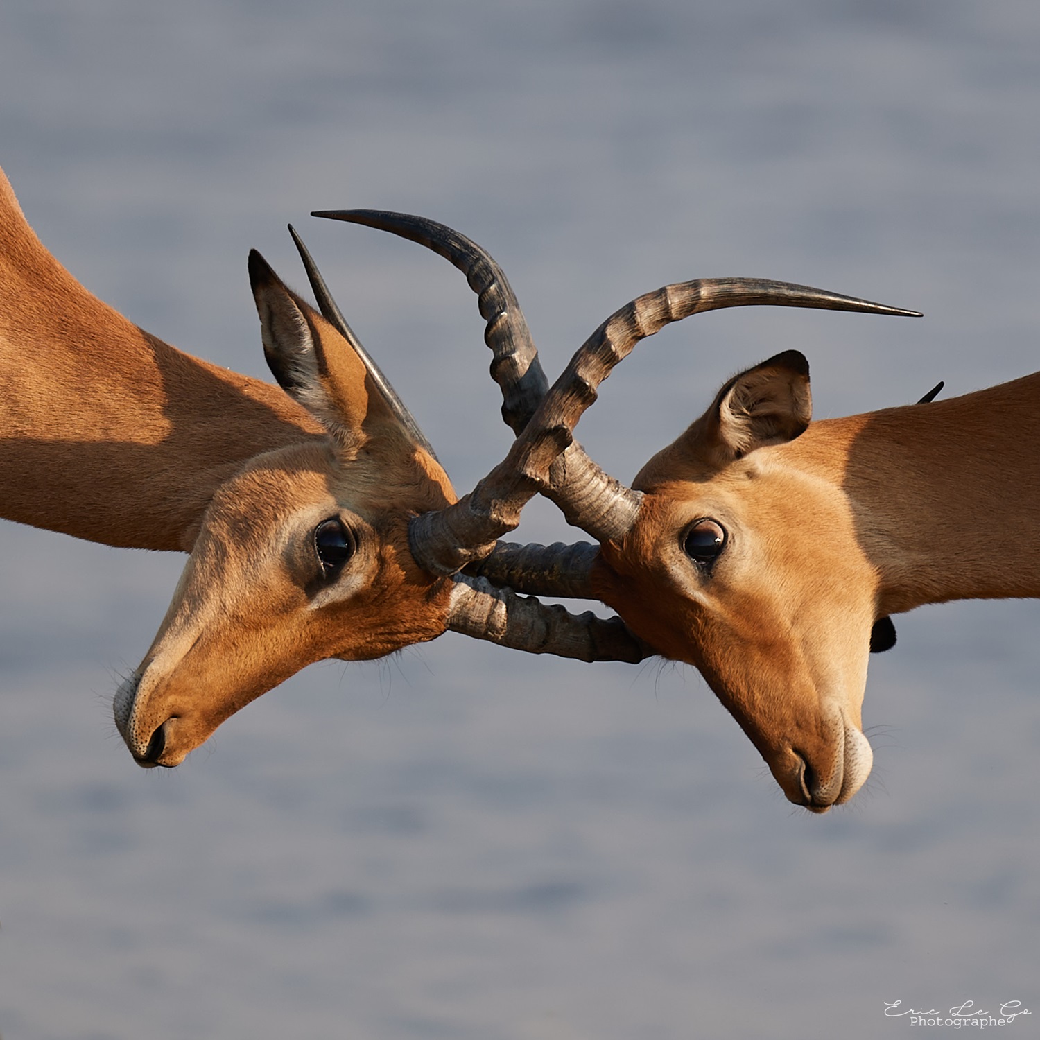 Combat d'antilopes au Botswana