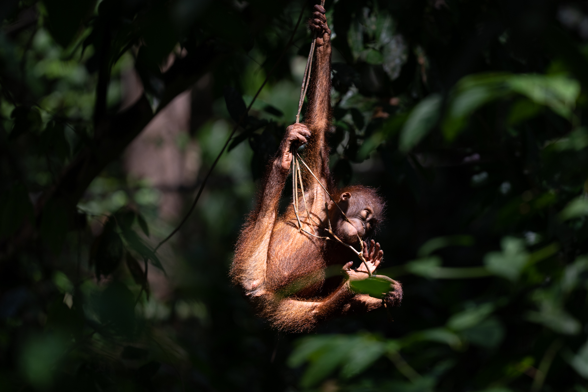 Bébé orang-outan accroché à une branche à Bornéo