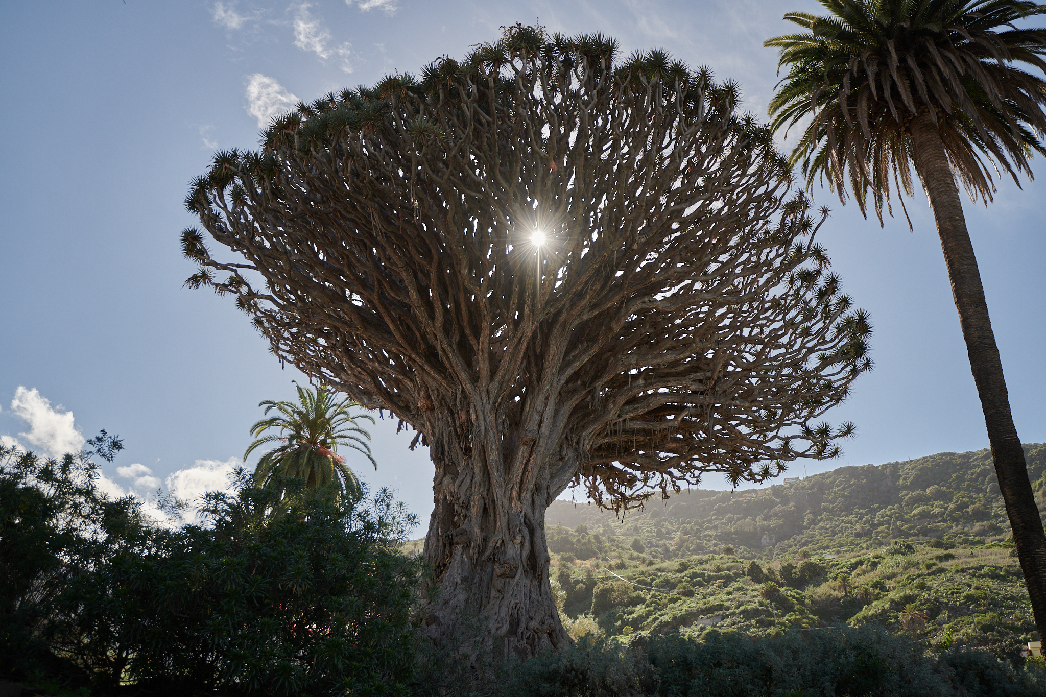 Arbre dragon aux îles Canaries