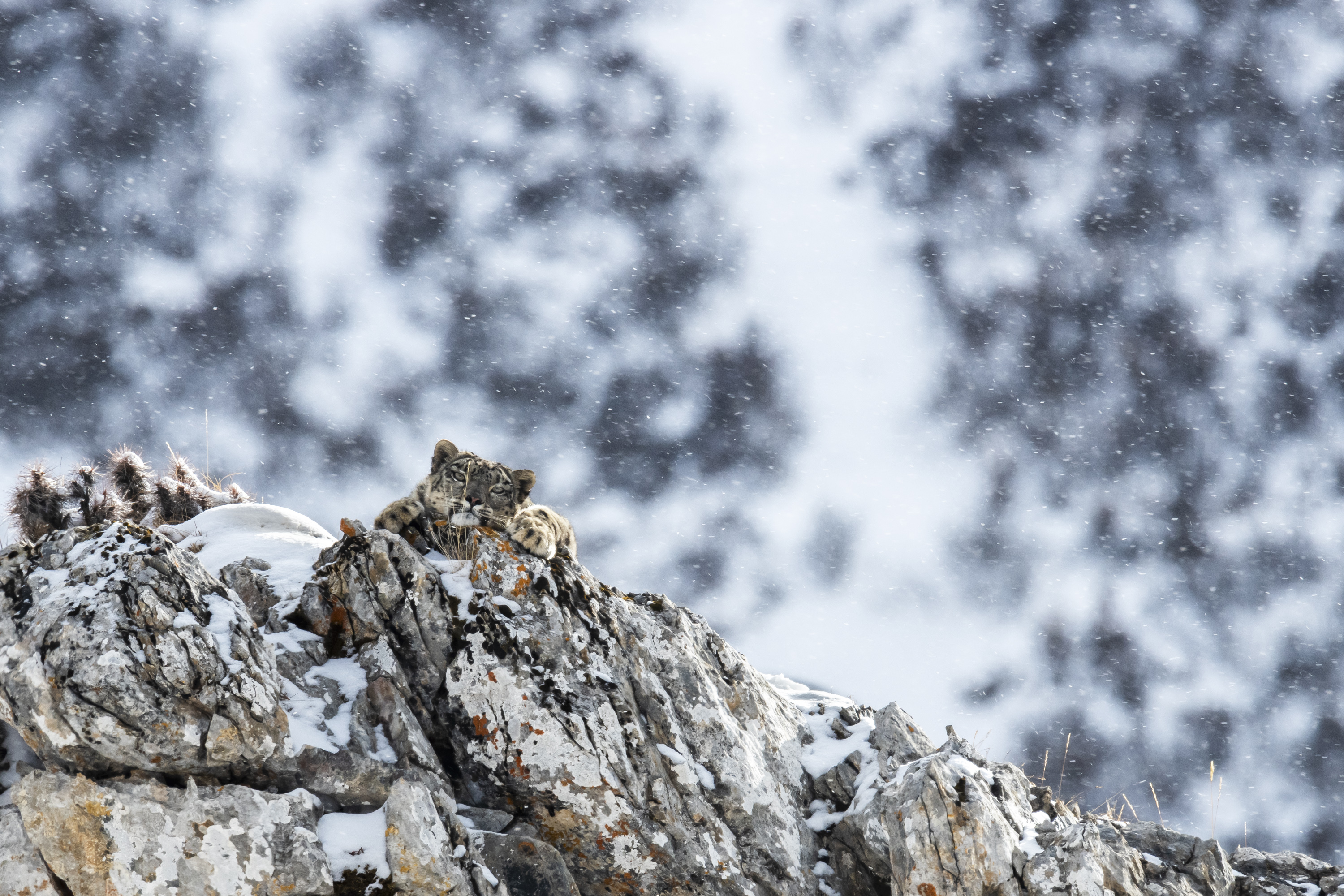 Panthère des neiges au Ladakh
