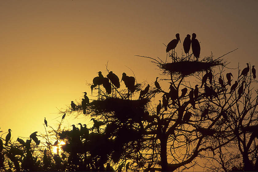 Coucher de soleil sur des arbres et nids de cigognes en Inde