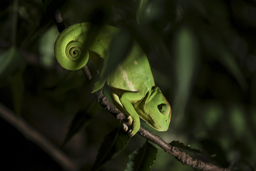 Caméléon sur une branche au Sénégal